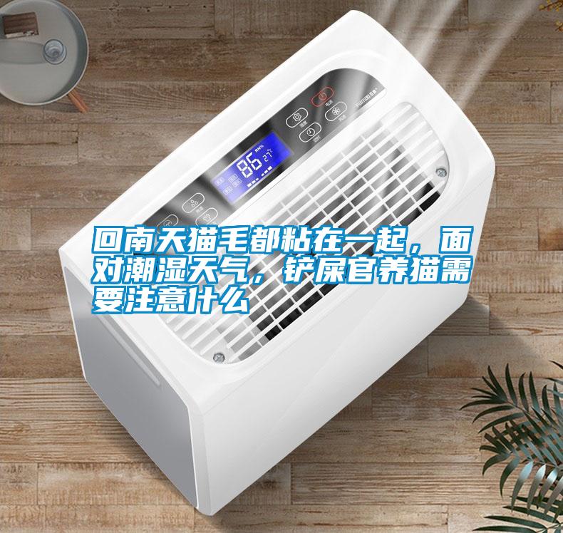 回南天貓毛都粘在一起，面對潮濕天氣，鏟屎官養(yǎng)貓需要注意什么